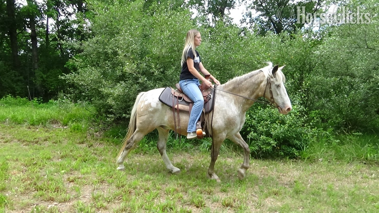 Pennsylvania "Chip" Red Roan Gelding Appaloosa
