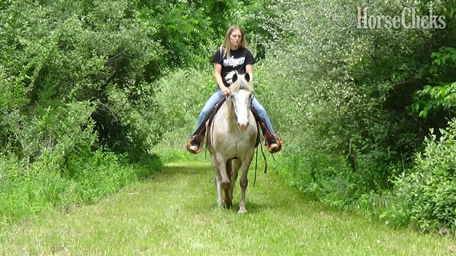 "Chip" Red Roan Gelding Appaloosa Pennsylvania