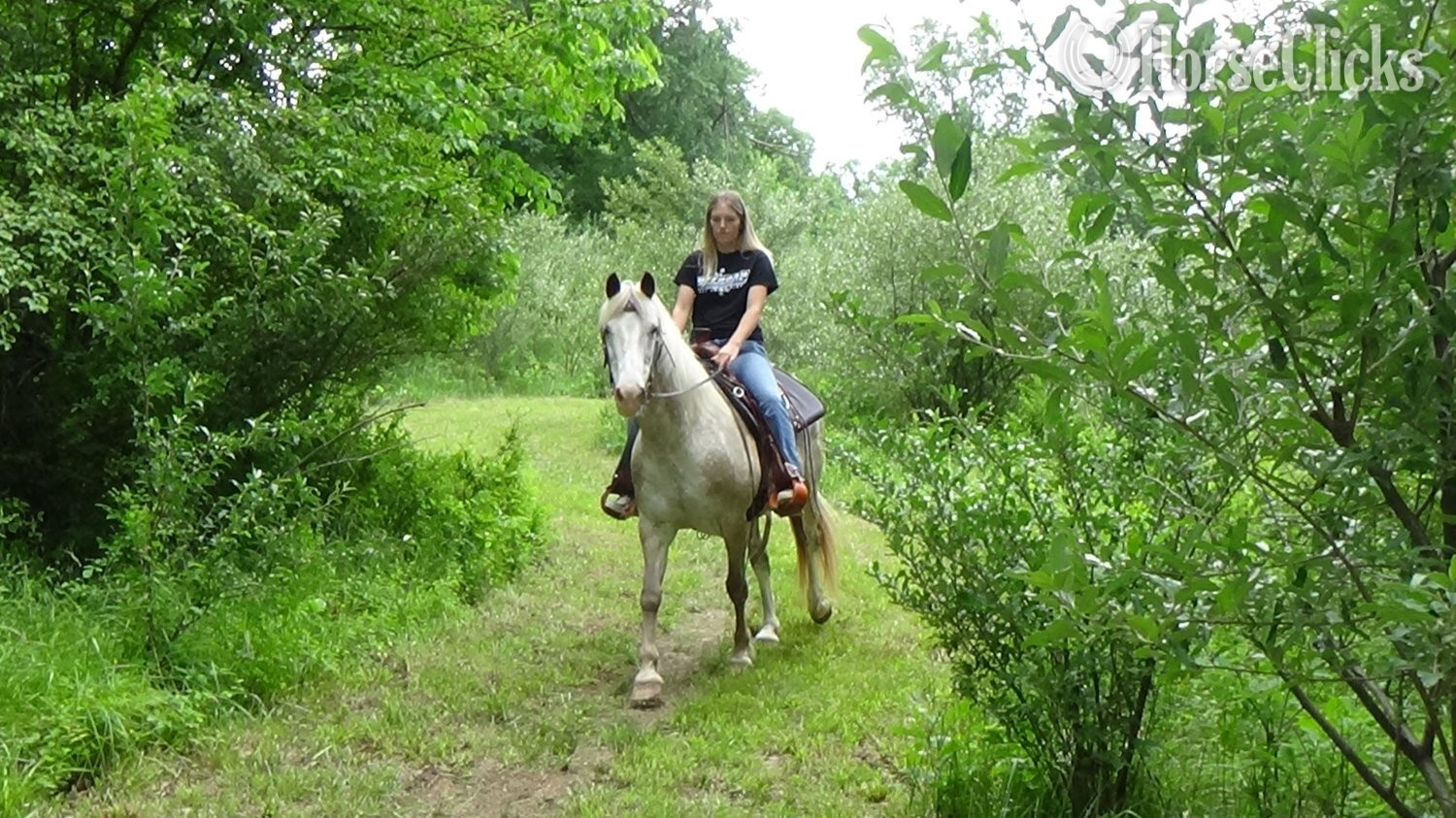 Appaloosa - "Chip" Red Roan Gelding Appaloosa in Pennsylvania