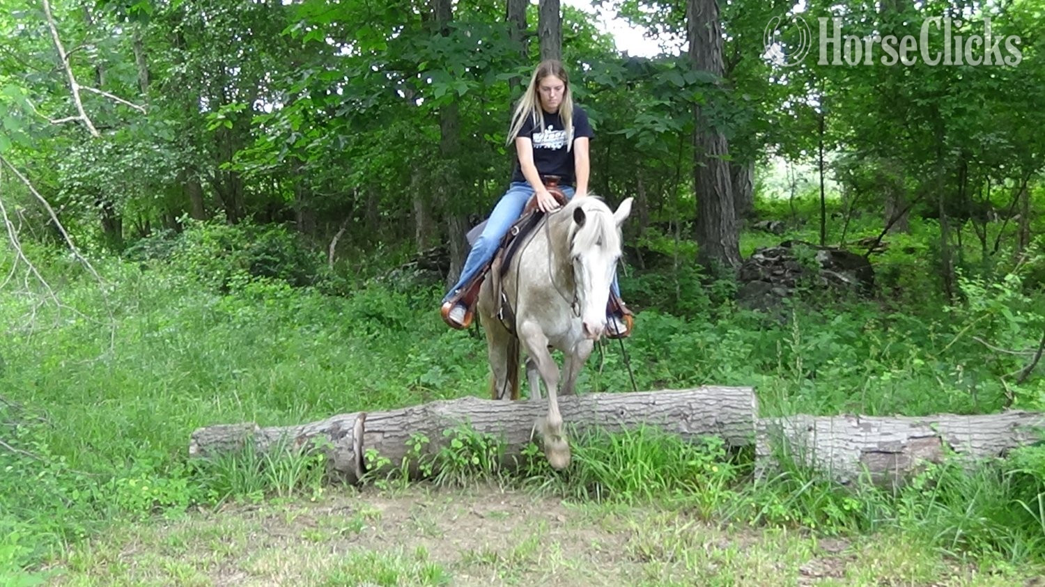 Appaloosa - "Chip" Red Roan Gelding Appaloosa