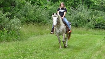"Chip" Red Roan Gelding Appaloosa