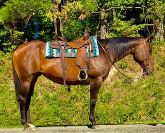 "Sage" Bay Mare Quarter Horse