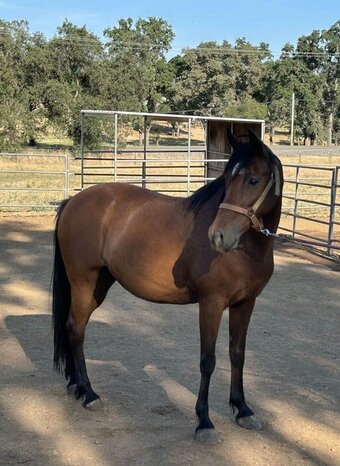 "RIVER" Bay Mare Arabian