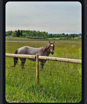 "Bambi" Strawberry Roan Mare Quarter Horse