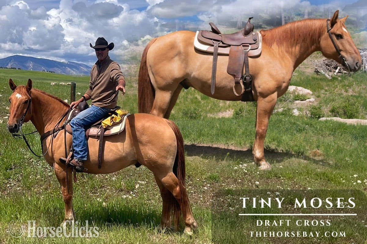 "Tiny Moses" Red Dun Gelding Draft in New Mexico