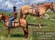 "Tiny Moses" Red Dun Gelding Draft
