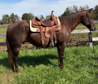 "Jade" Sorrel Mare Quarter Horse