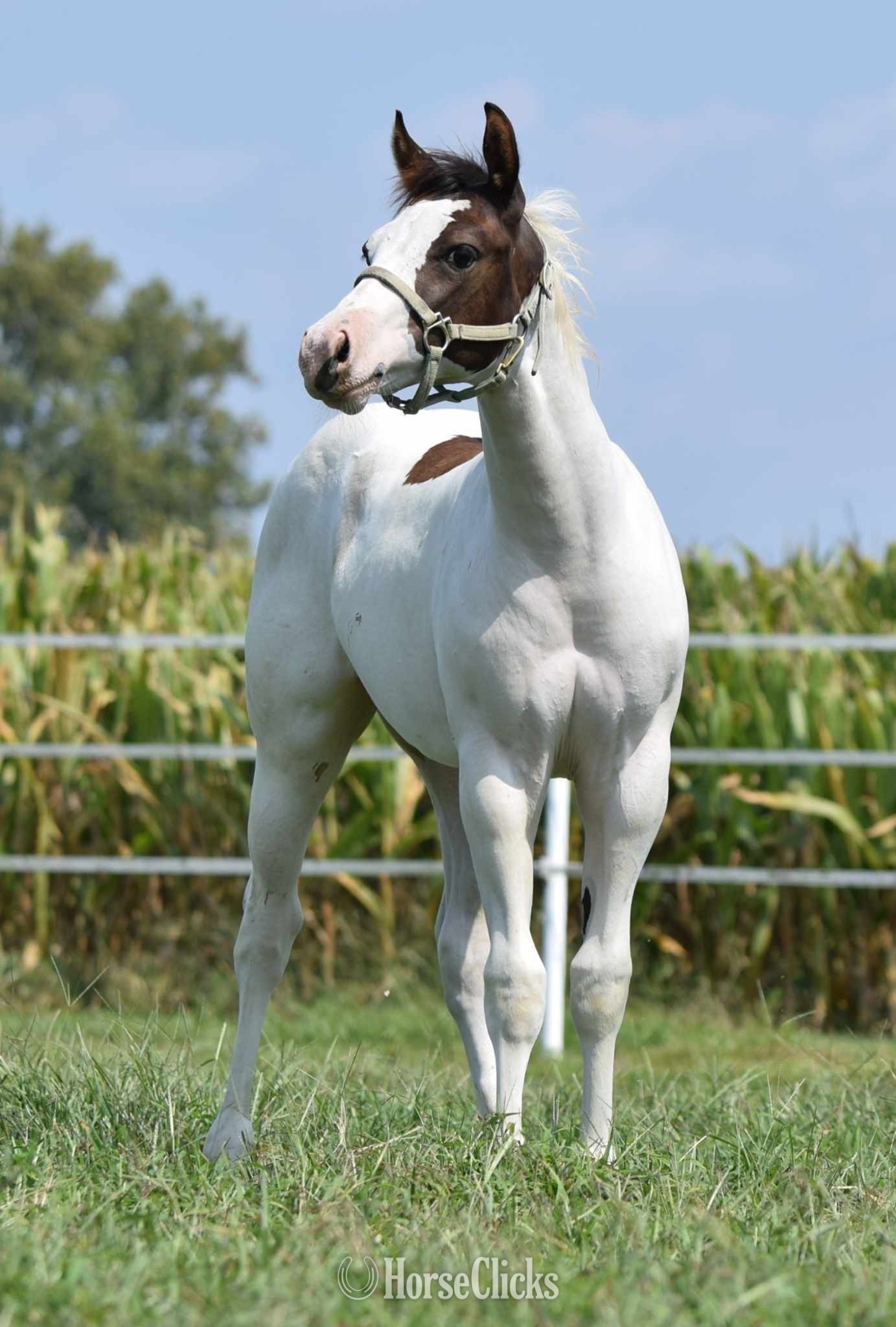 "Envy My Lope" Overo Colt Paint in Maryland