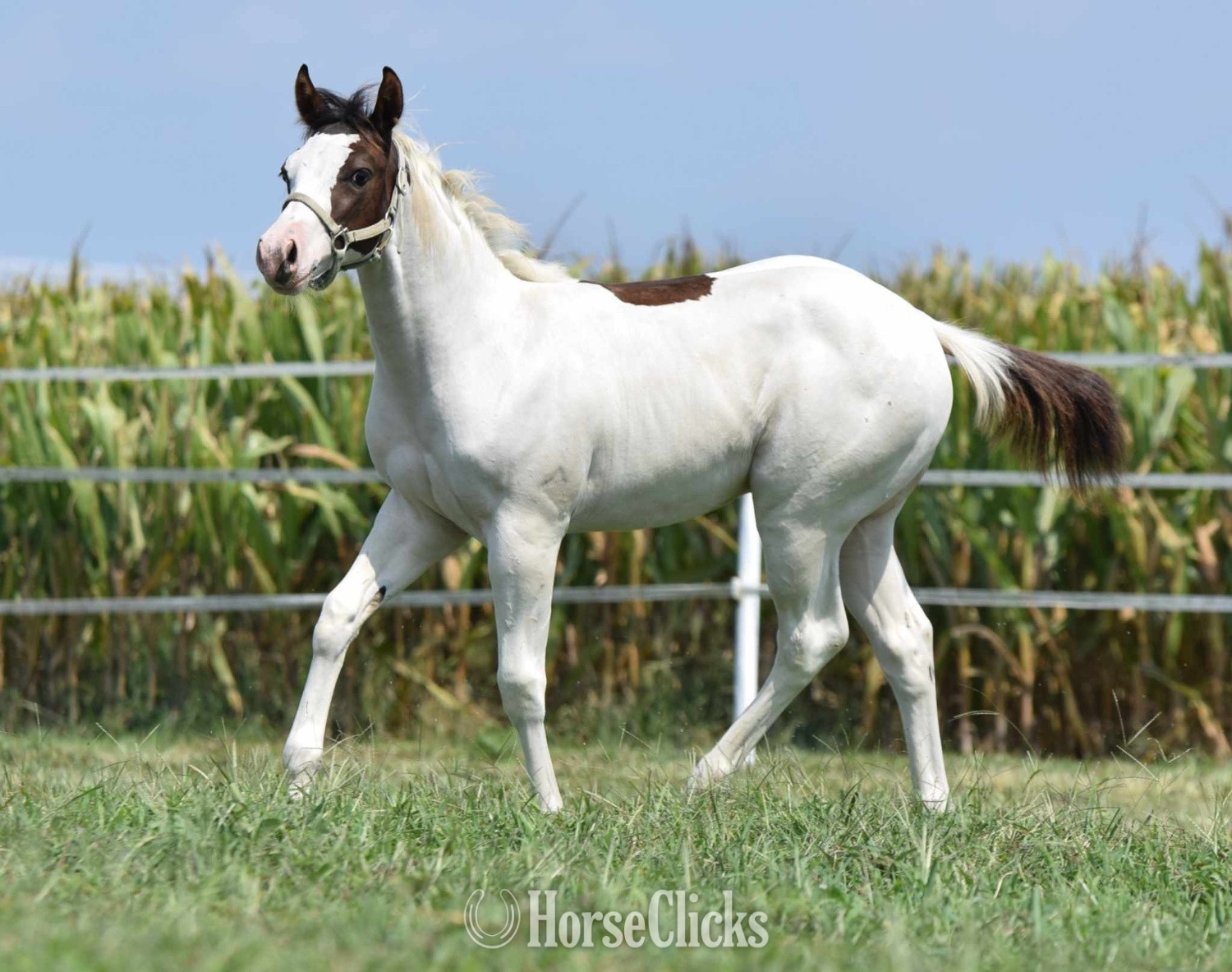 "Envy My Lope" Overo Colt Paint