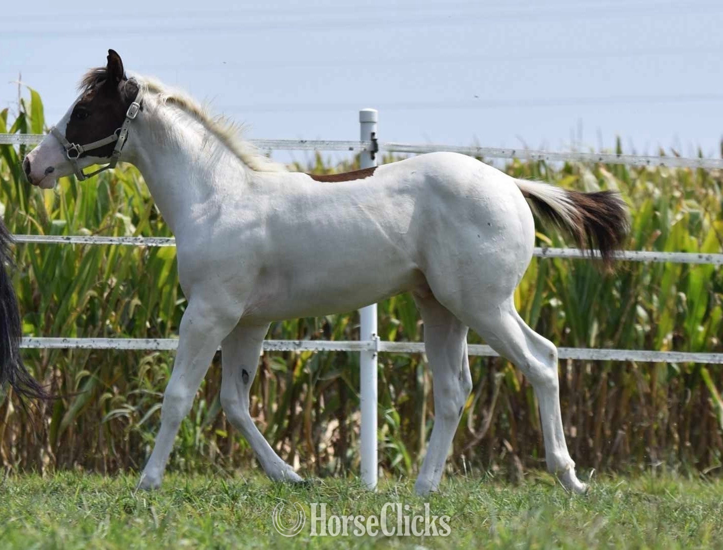 Maryland "Envy My Lope" Overo Colt Paint