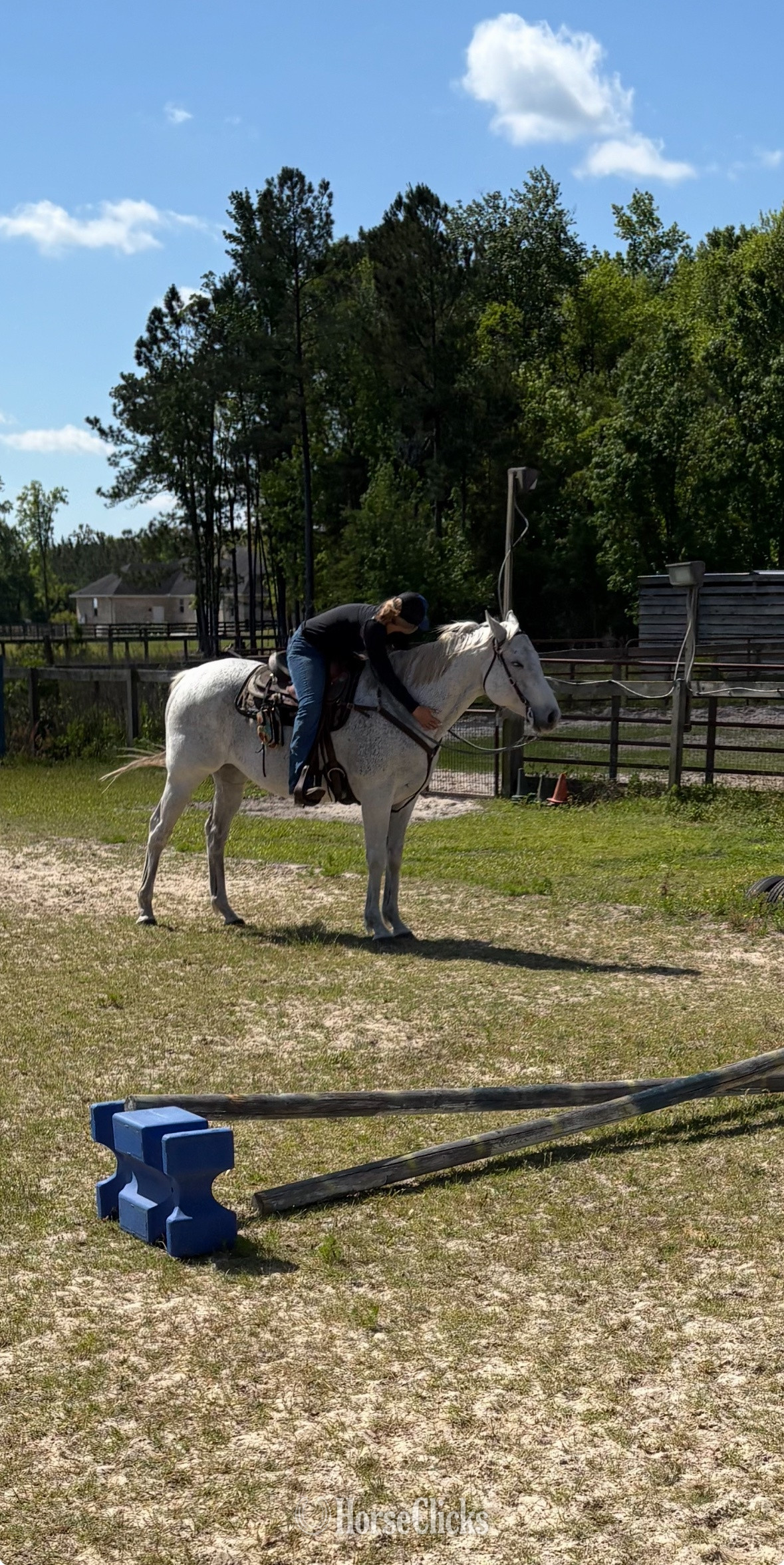 "Lightning " Grey Gelding Thoroughbred in Florida