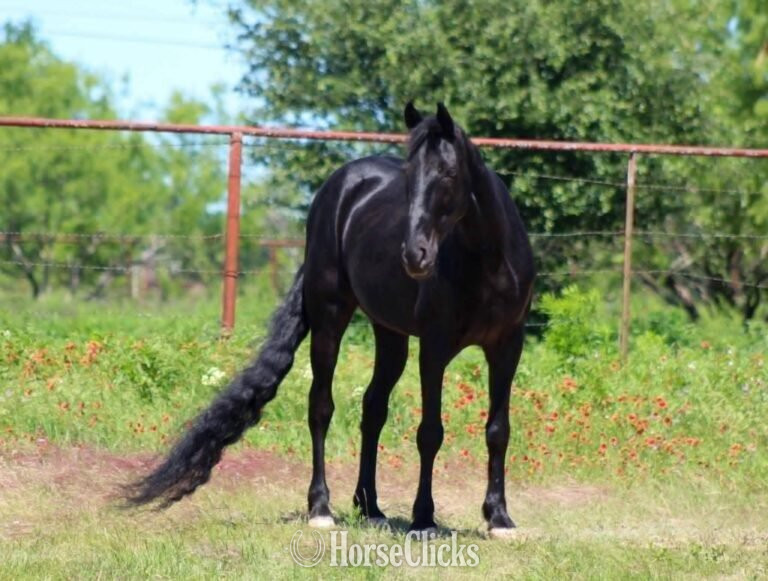 "Da Vinci" Black Gelding Tennessee Walker in Ontario