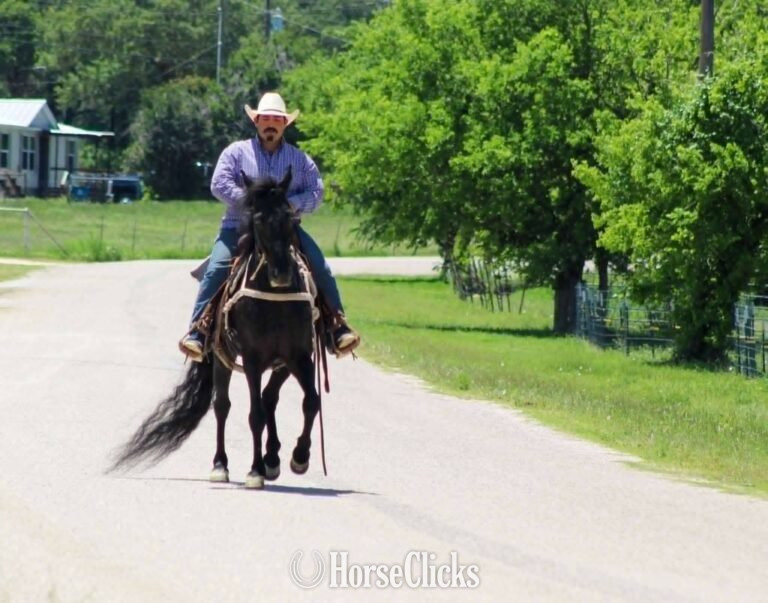 "Da Vinci" Black Gelding Tennessee Walker