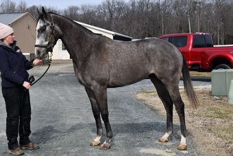 "Elias Herb"  Gelding Thoroughbred