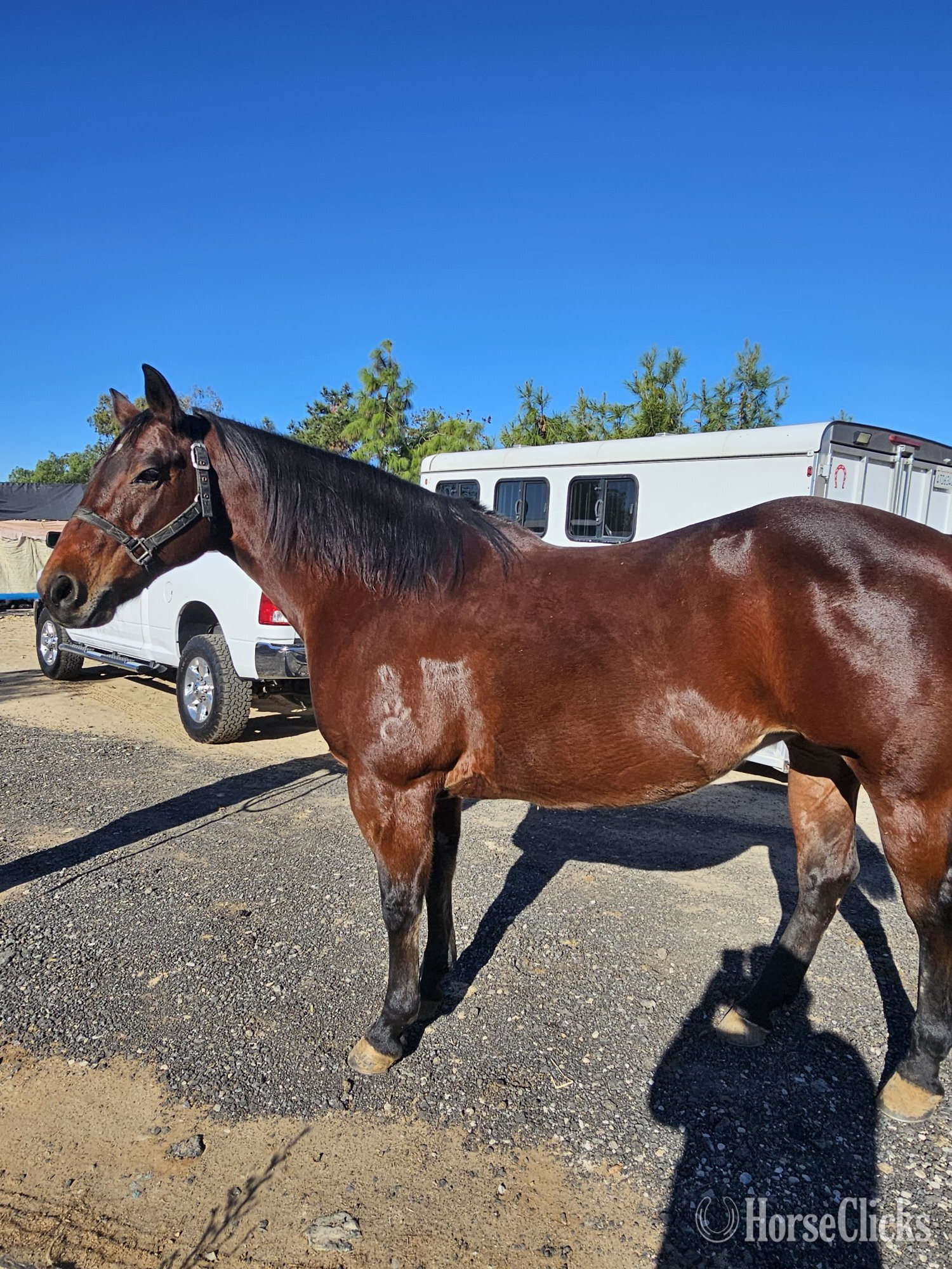 "STINGS FIRST DUN IT" Bay Mare Quarter Horse in California