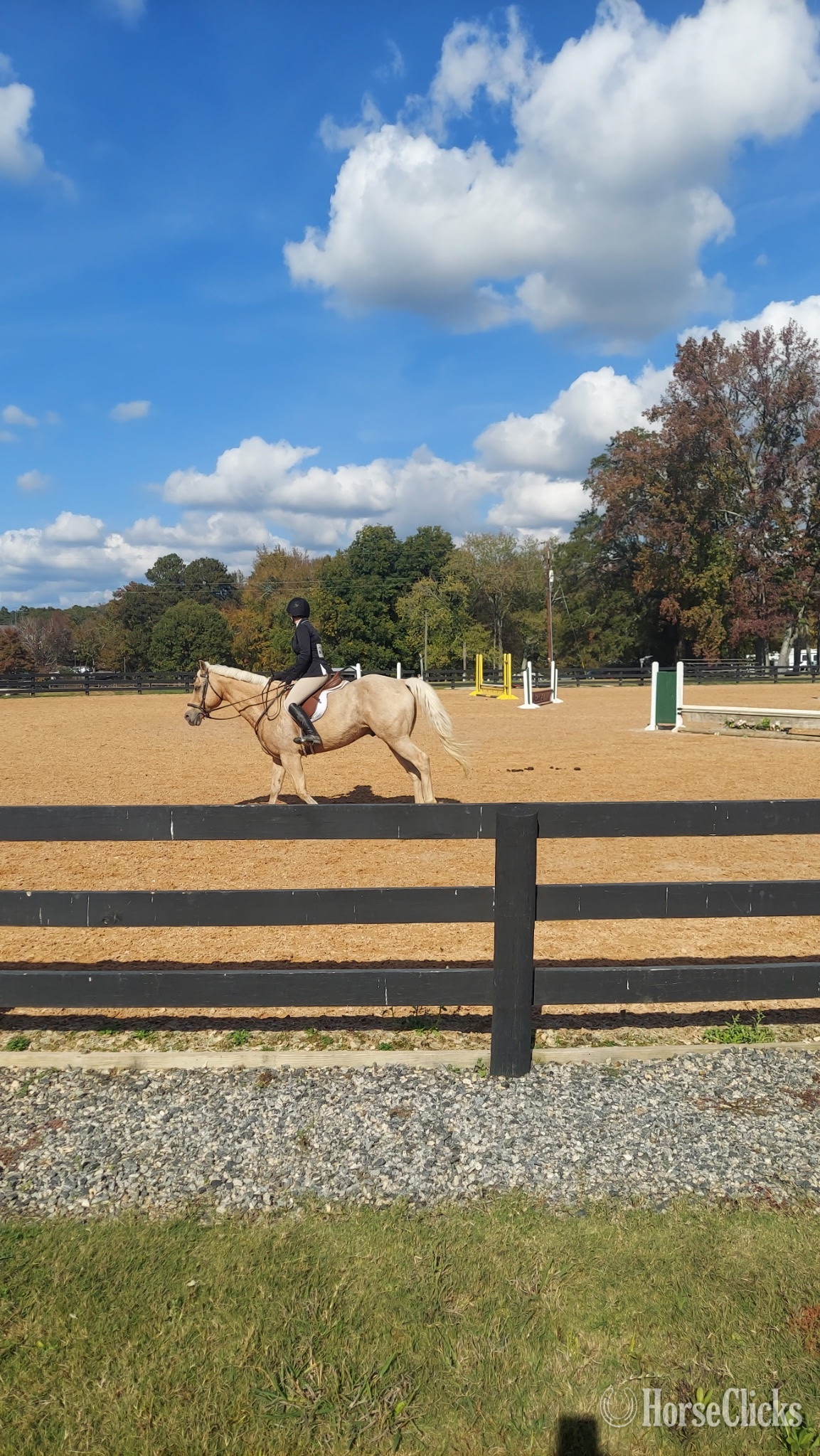 "Daddy Kept His Promise (Promise)" Palomino Gelding Quarter Horse in Georgia