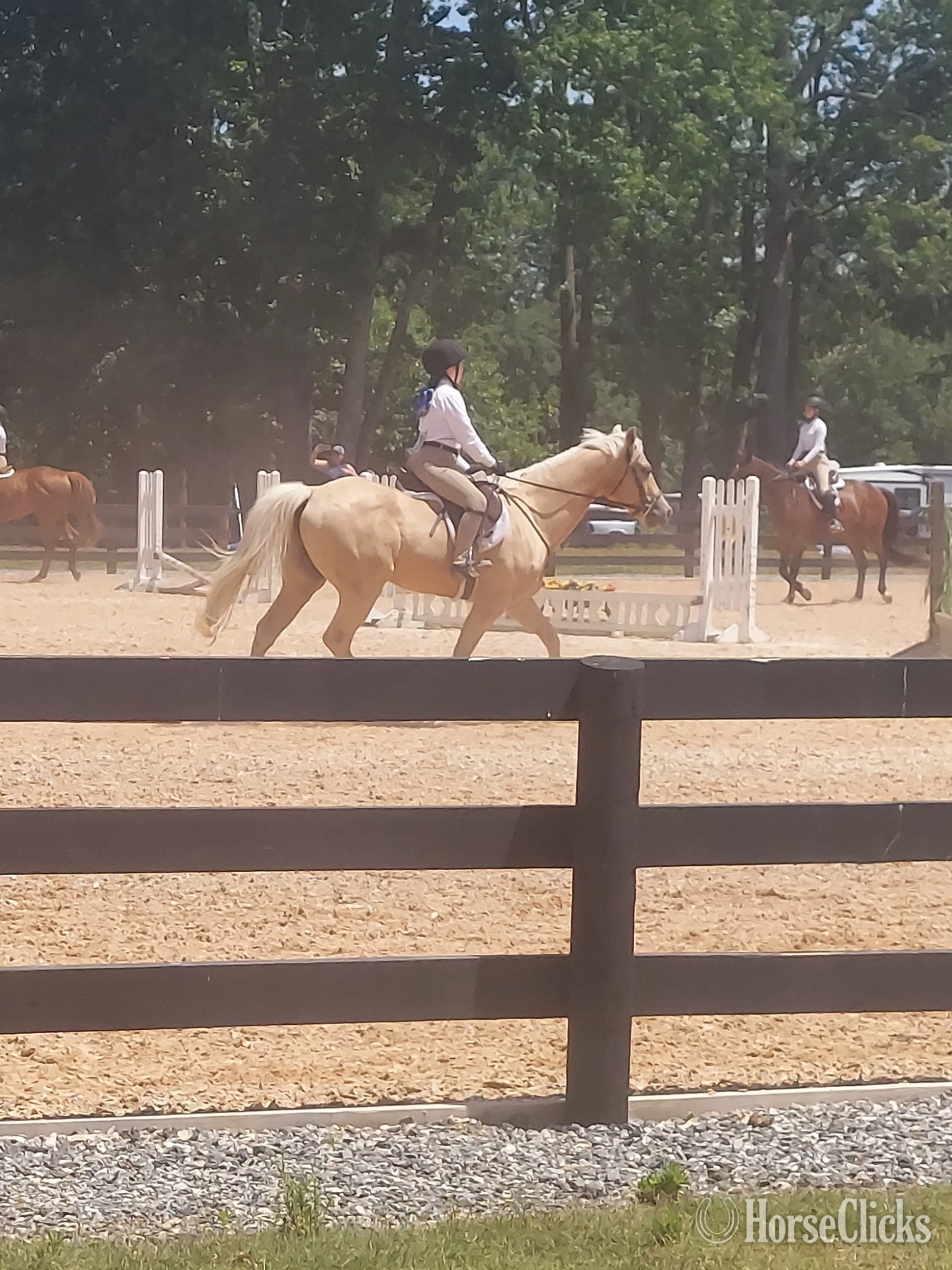 Georgia "Daddy Kept His Promise (Promise)" Palomino Gelding Quarter Horse