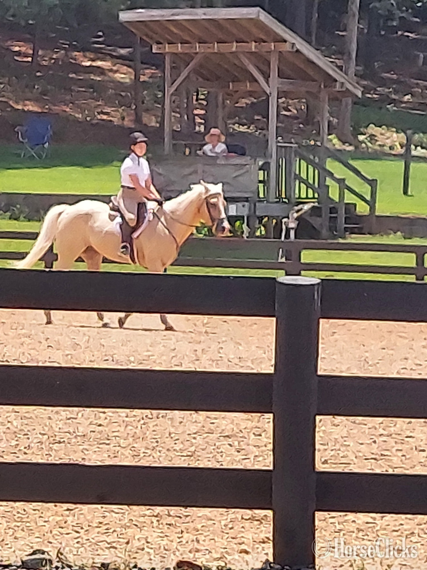 "Daddy Kept His Promise (Promise)" Palomino Gelding Quarter Horse - Quarter Horse in Georgia
