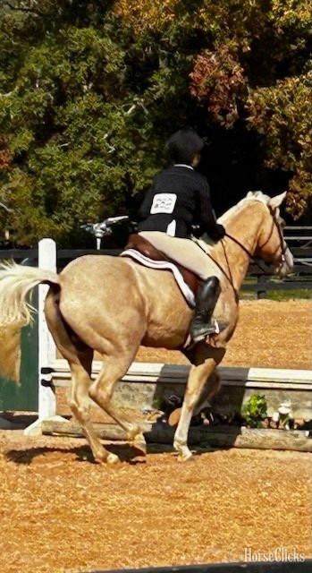 "Daddy Kept His Promise (Promise)" Palomino Gelding Quarter Horse - Quarter Horse