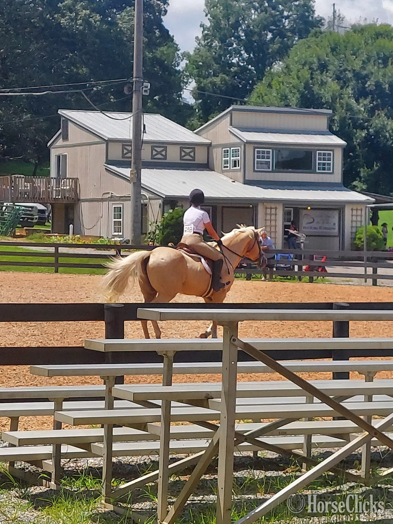 "Daddy Kept His Promise (Promise)" Palomino Gelding Quarter Horse Georgia