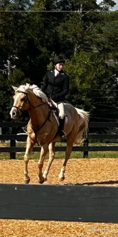 Quarter Horse - "Daddy Kept His Promise (Promise)" Palomino Gelding Quarter Horse in Georgia
