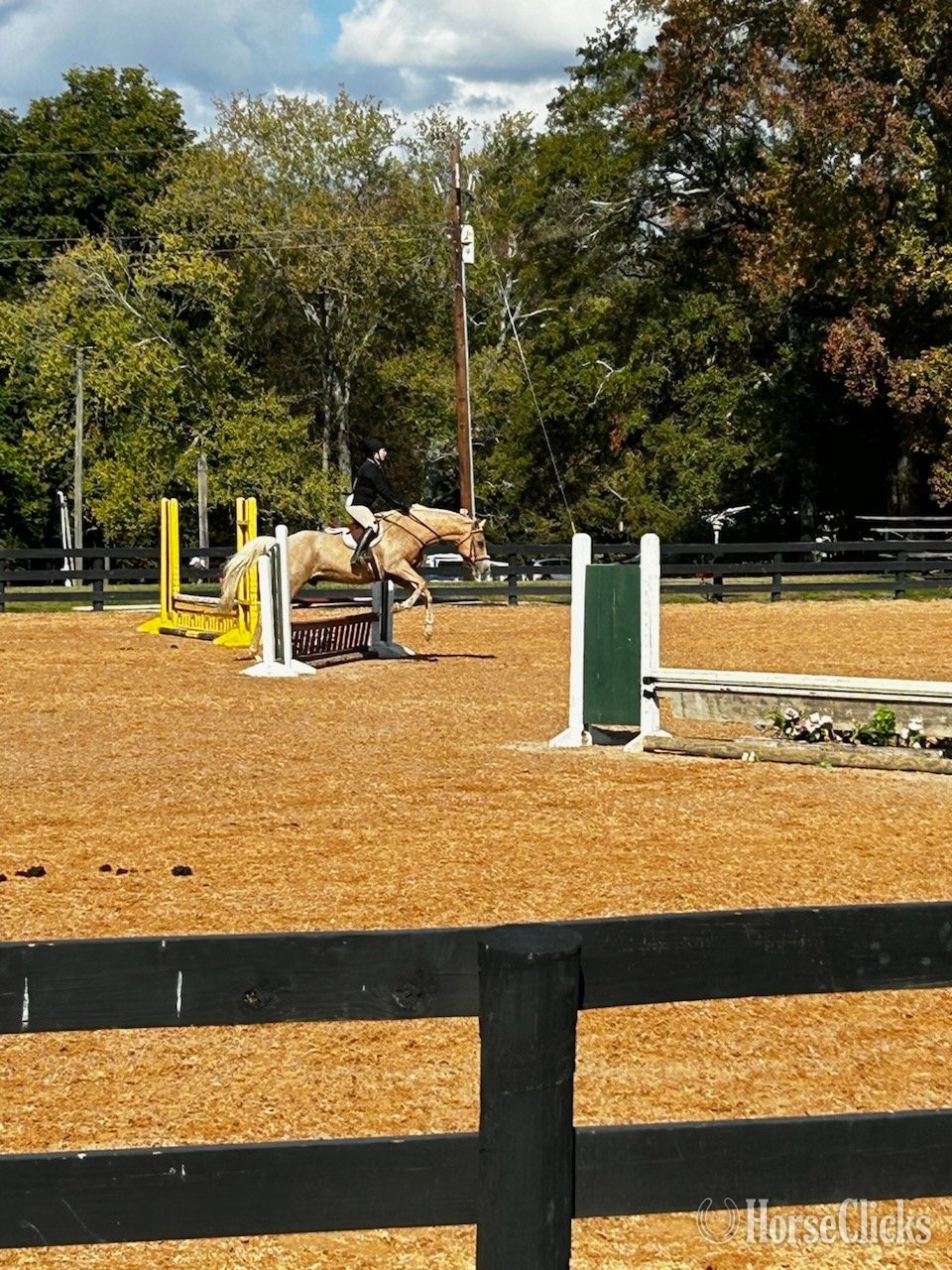 Quarter Horse - "Daddy Kept His Promise (Promise)" Palomino Gelding Quarter Horse