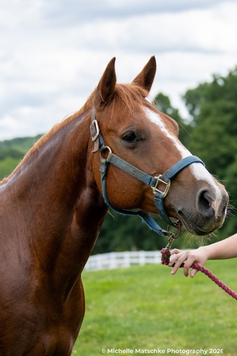 "Muggle" Chestnut Gelding Quarter Pony
