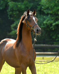 "Barcley Afire" Bay Stallion Arabian