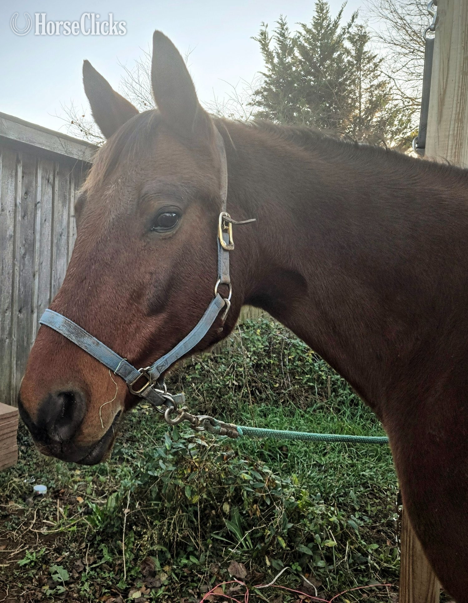 "Big Red ( Catch in Victory)" Bay Gelding Standardbred