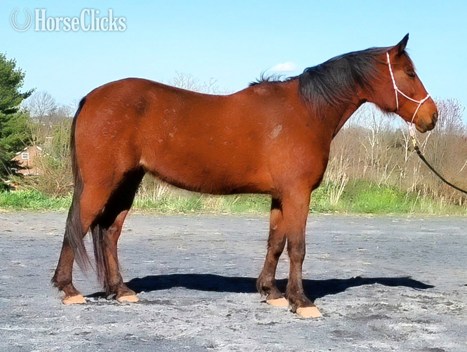 Maryland "Big Red ( Catch in Victory)" Bay Gelding Standardbred