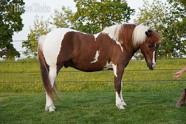 "Ace" Spotted Gelding Haflinger in Florida