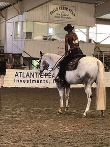 Bay 16hh Gelding for Lease