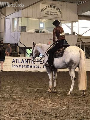 Bay 16hh Gelding for Lease in Connecticut