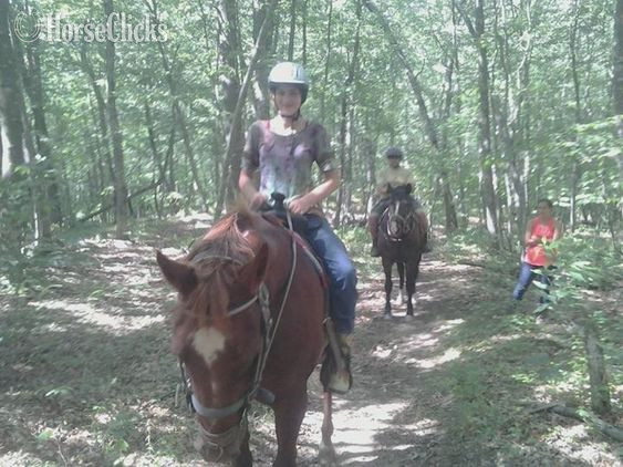 Connecticut Bay 16hh Gelding for Lease