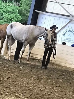 Bay 16hh Gelding for Lease -  in Connecticut