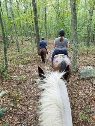  - Bay 16hh Gelding for Lease in Connecticut
