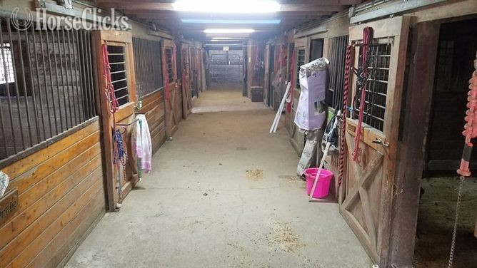  - Bay 16hh Gelding for Lease