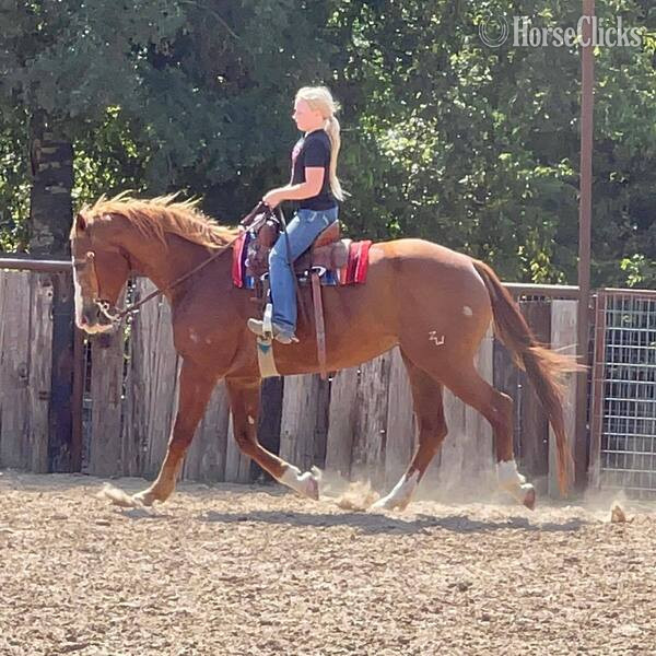 "Zoey" Sorrel Mare Quarter Horse