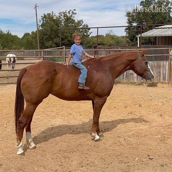 Texas "Zoey" Sorrel Mare Quarter Horse