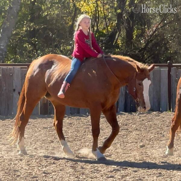 "Zoey" Sorrel Mare Quarter Horse Texas