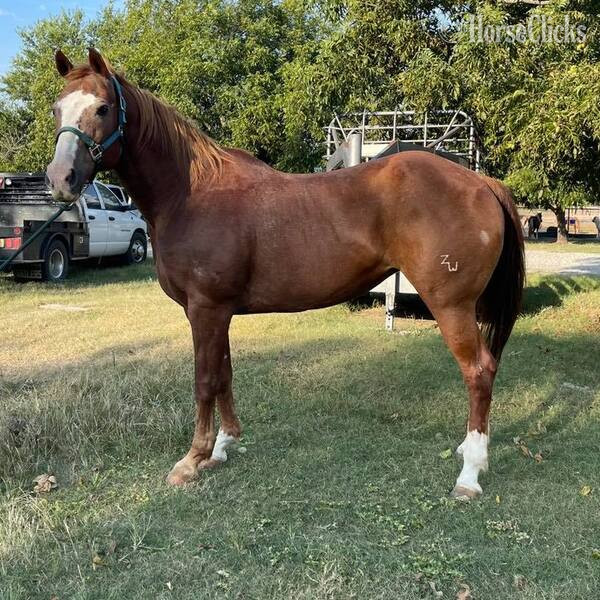 Quarter Horse - "Zoey" Sorrel Mare Quarter Horse