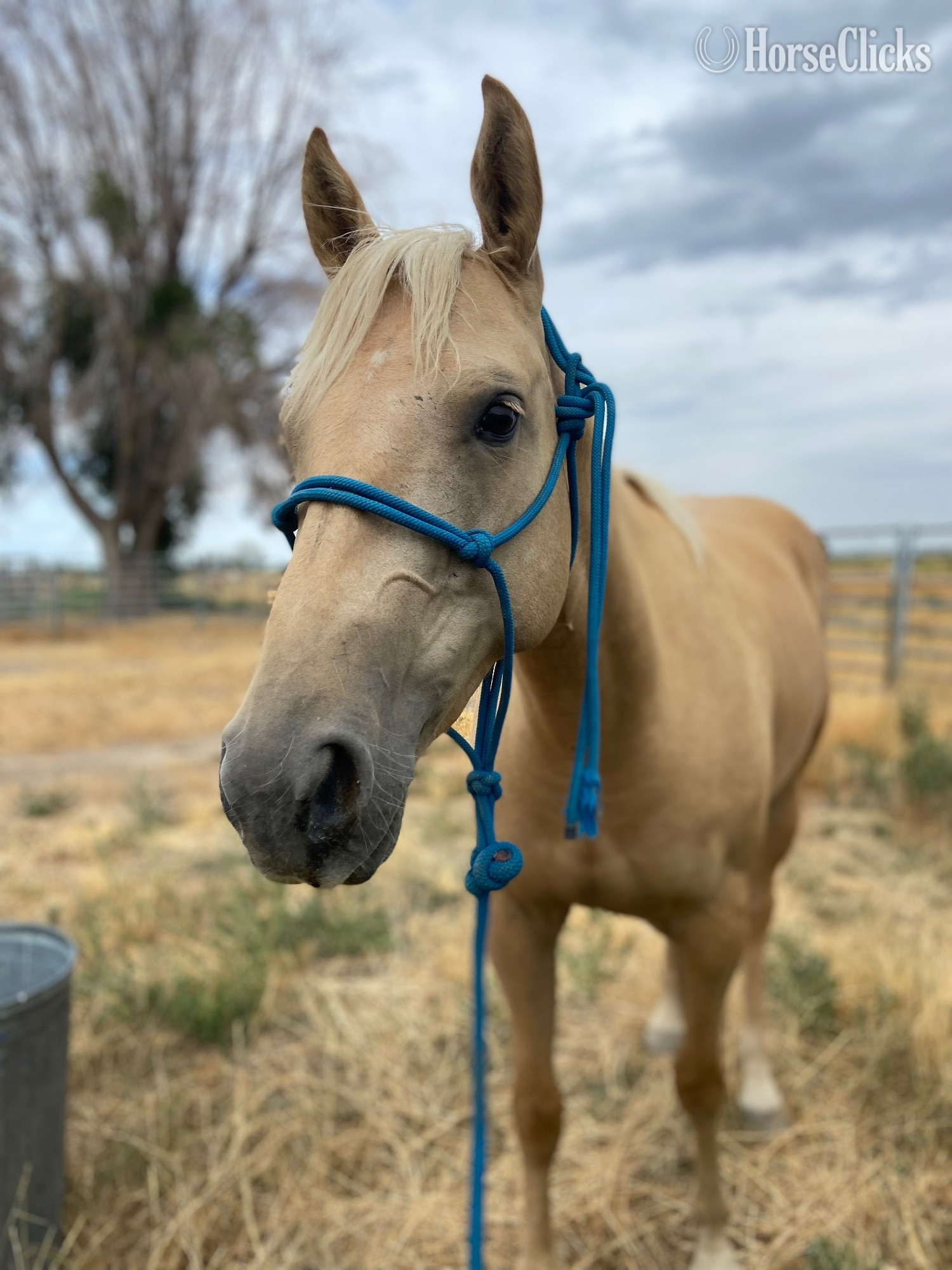 "IMA Renegade Cody" Palomino Mare Quarter Horse in Idaho
