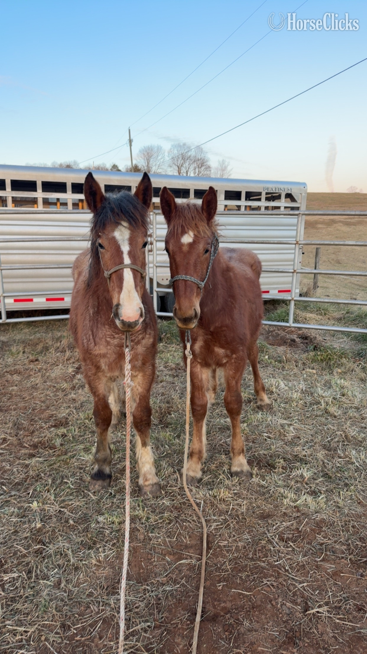 "Bug " Bay Roan Filly Draft in North Carolina
