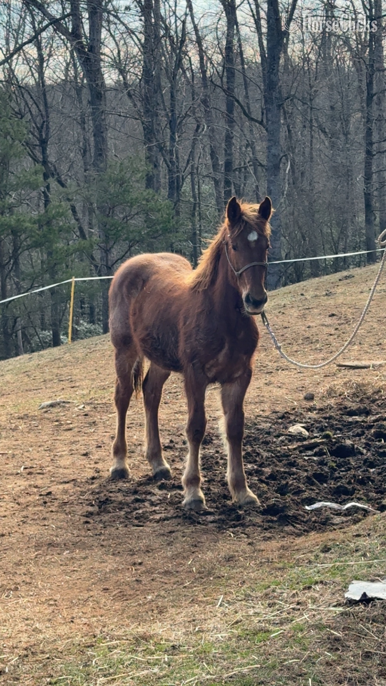 "Bug " Bay Roan Filly Draft