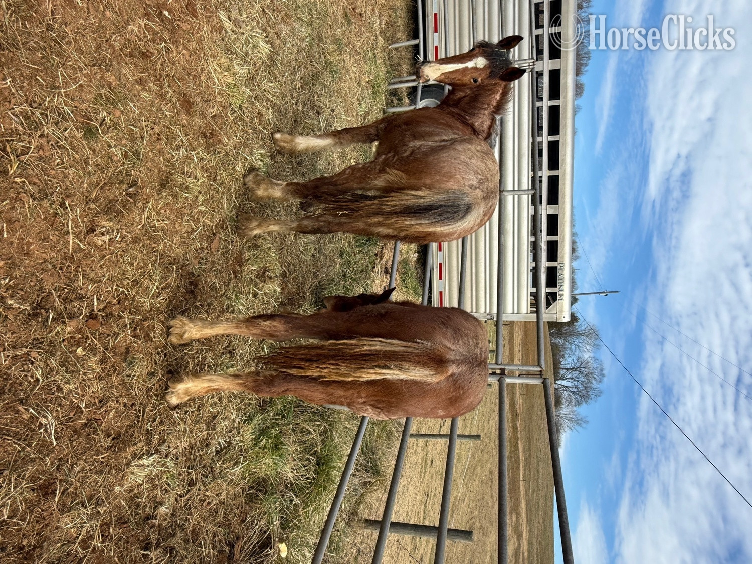 North Carolina "Bug " Bay Roan Filly Draft