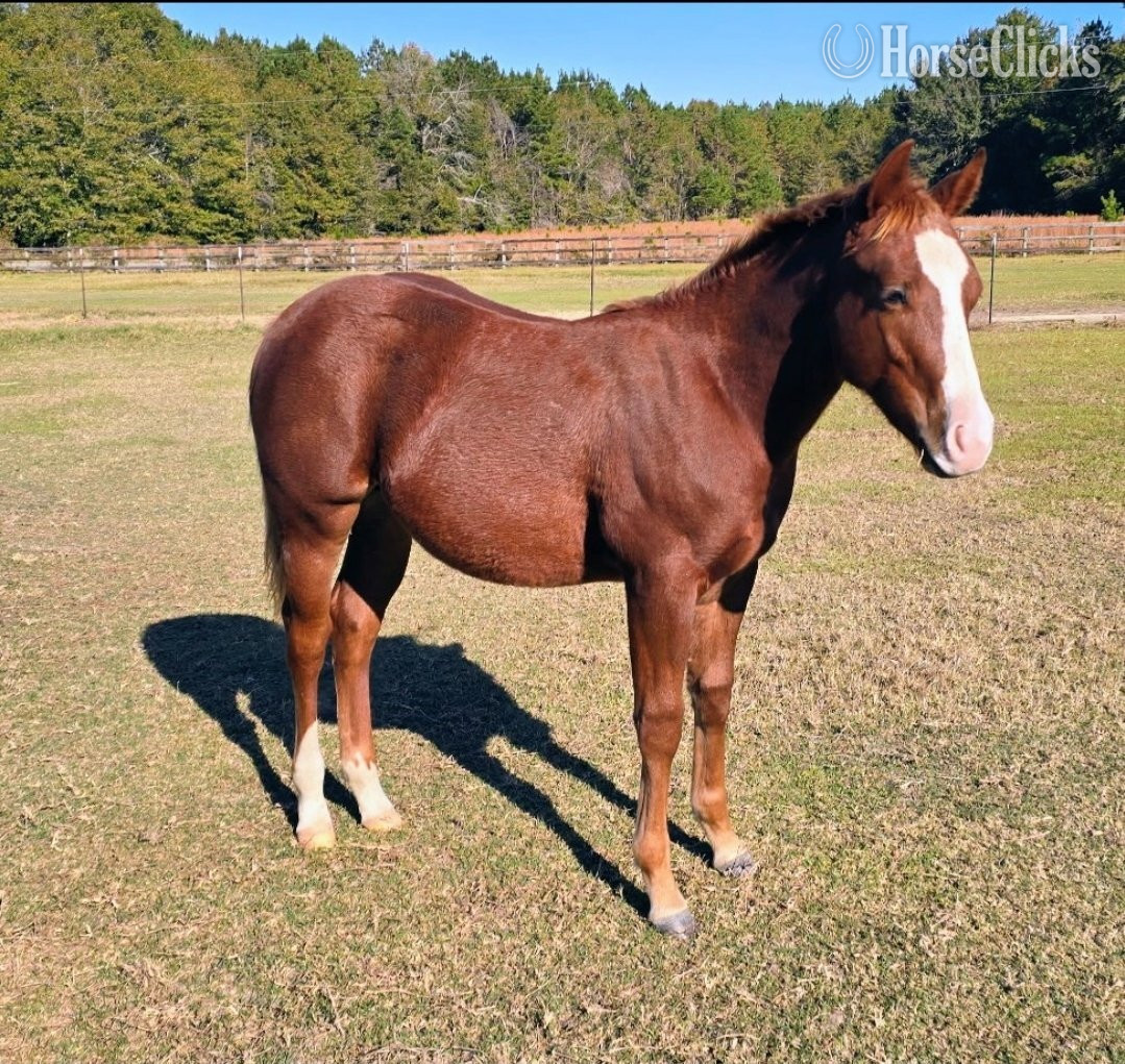 "A Good Chic Dream" Sorrel Colt Quarter Horse in South Carolina