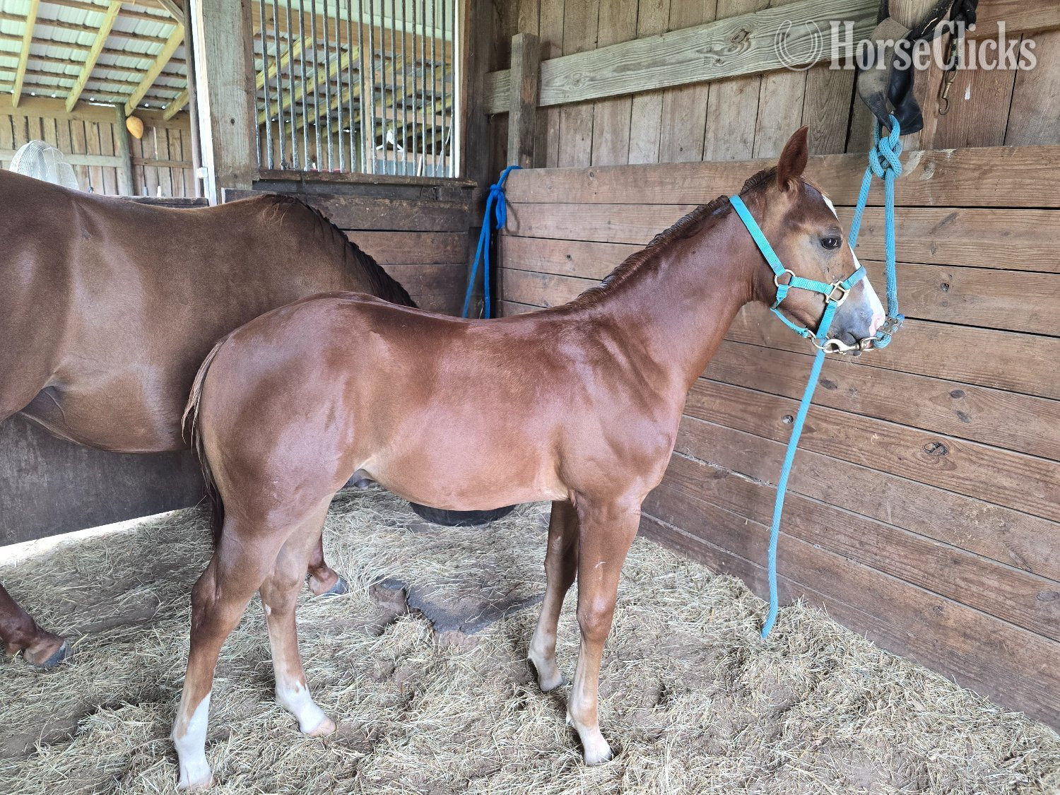 "A Good Chic Dream" Sorrel Colt Quarter Horse