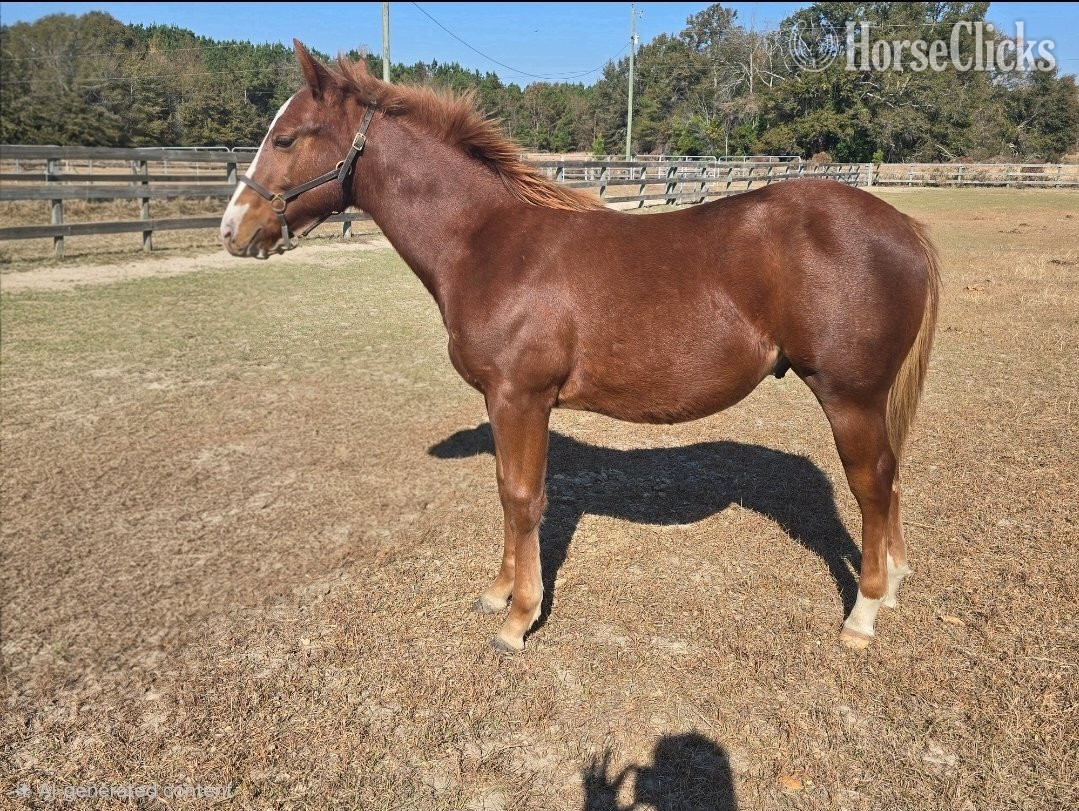 South Carolina "A Good Chic Dream" Sorrel Colt Quarter Horse