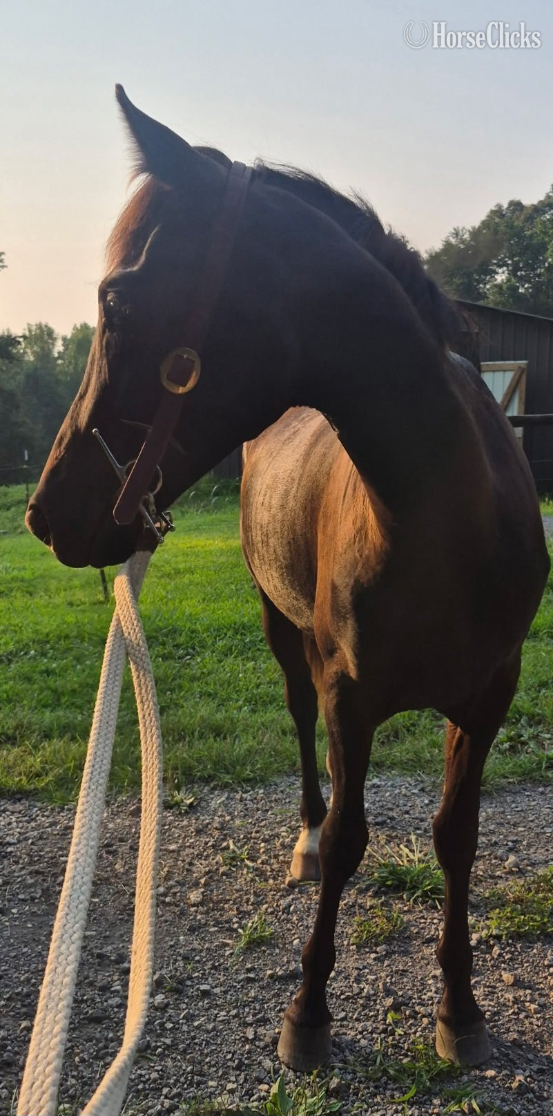 "Juliet " Black Filly American Saddlebred