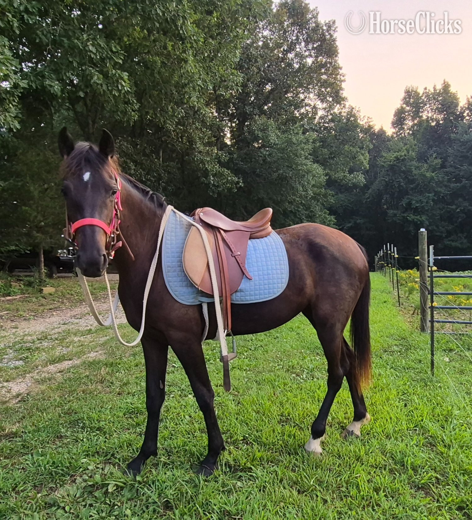 Alabama "Juliet " Black Filly American Saddlebred